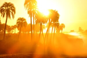 Standalone,Trees,During,A,Very,Hot,Summer.
