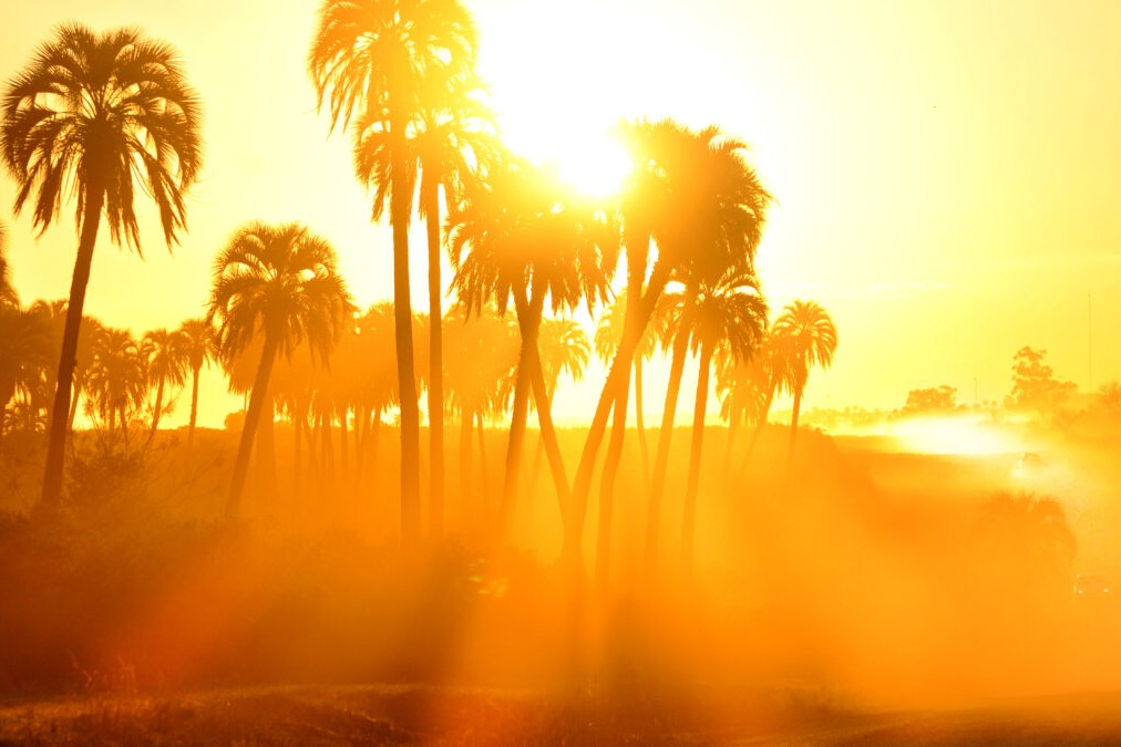 Standalone,Trees,During,A,Very,Hot,Summer.