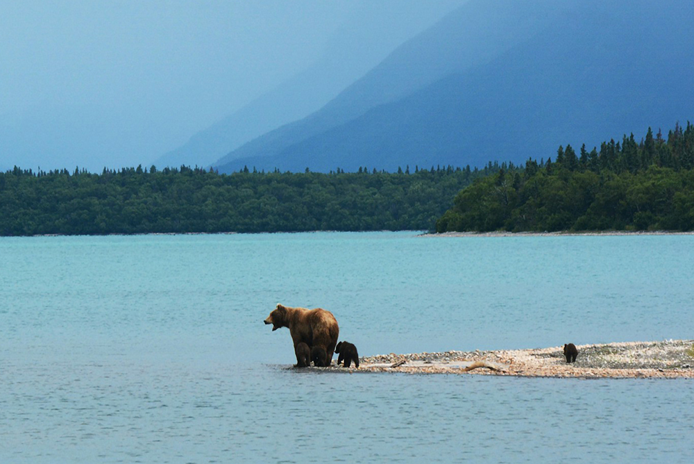 Bear Coast Alaska Bear Coast Alaska