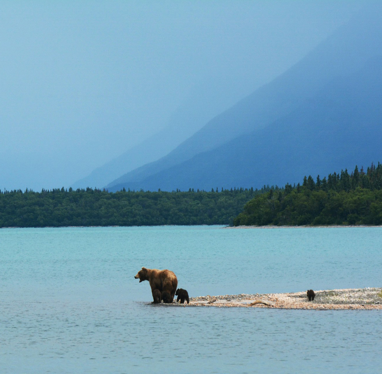 Bear-Coast-Alaska