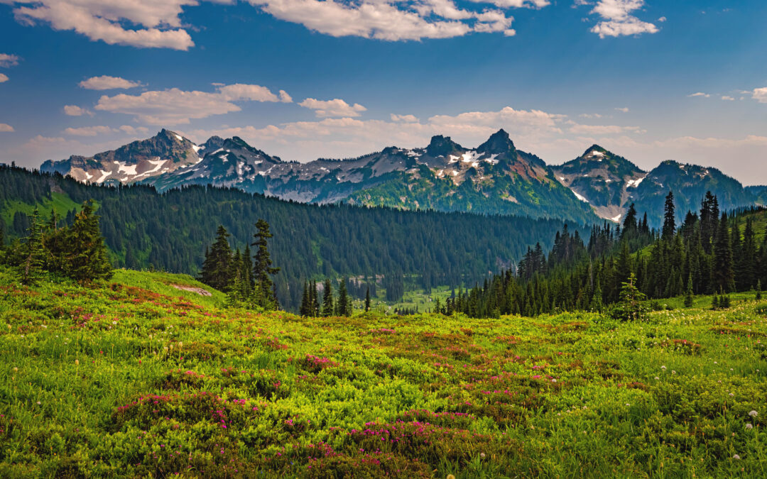 Why the Roadless Rule Still Matters for Taxpayers and Our Forests