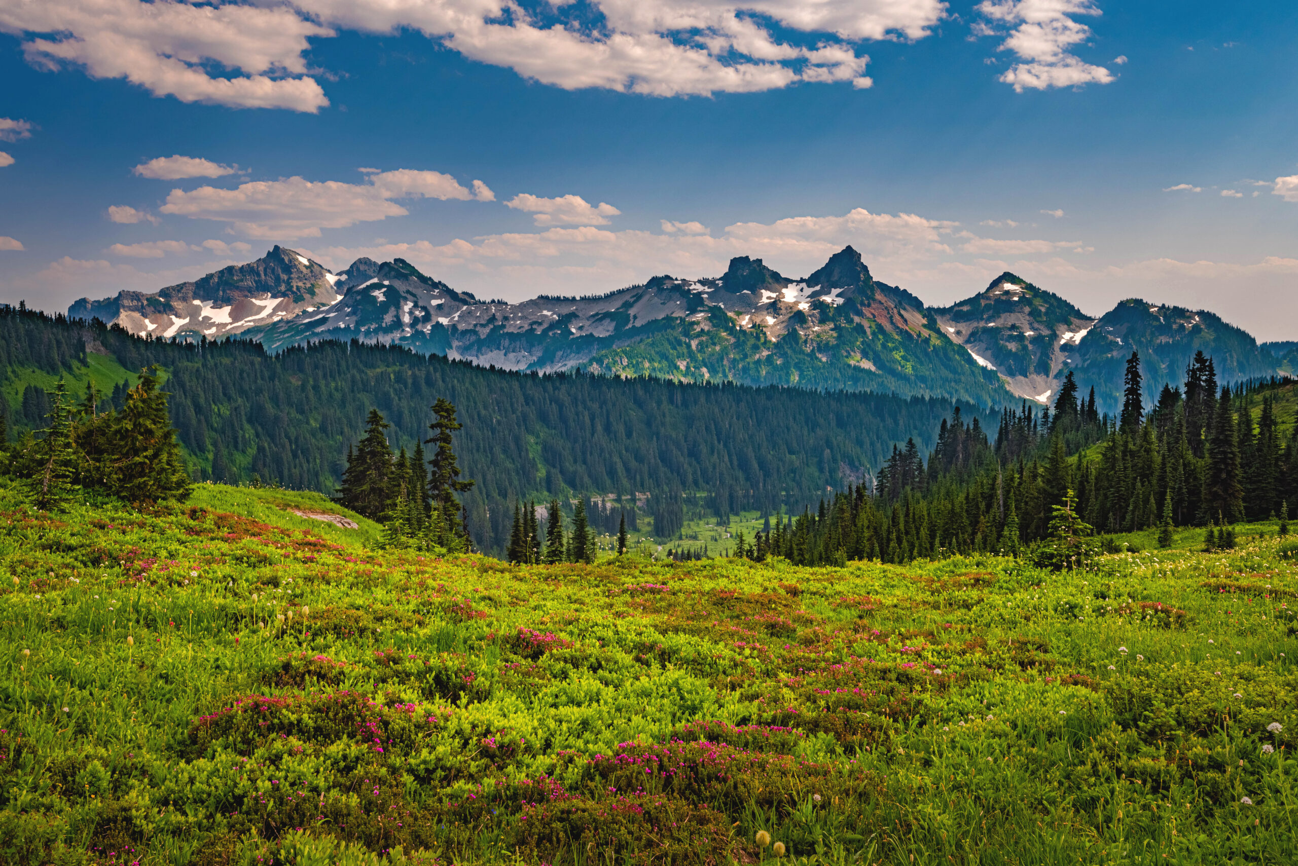 Why the Roadless Rule Still Matters for Taxpayers and Our Forests