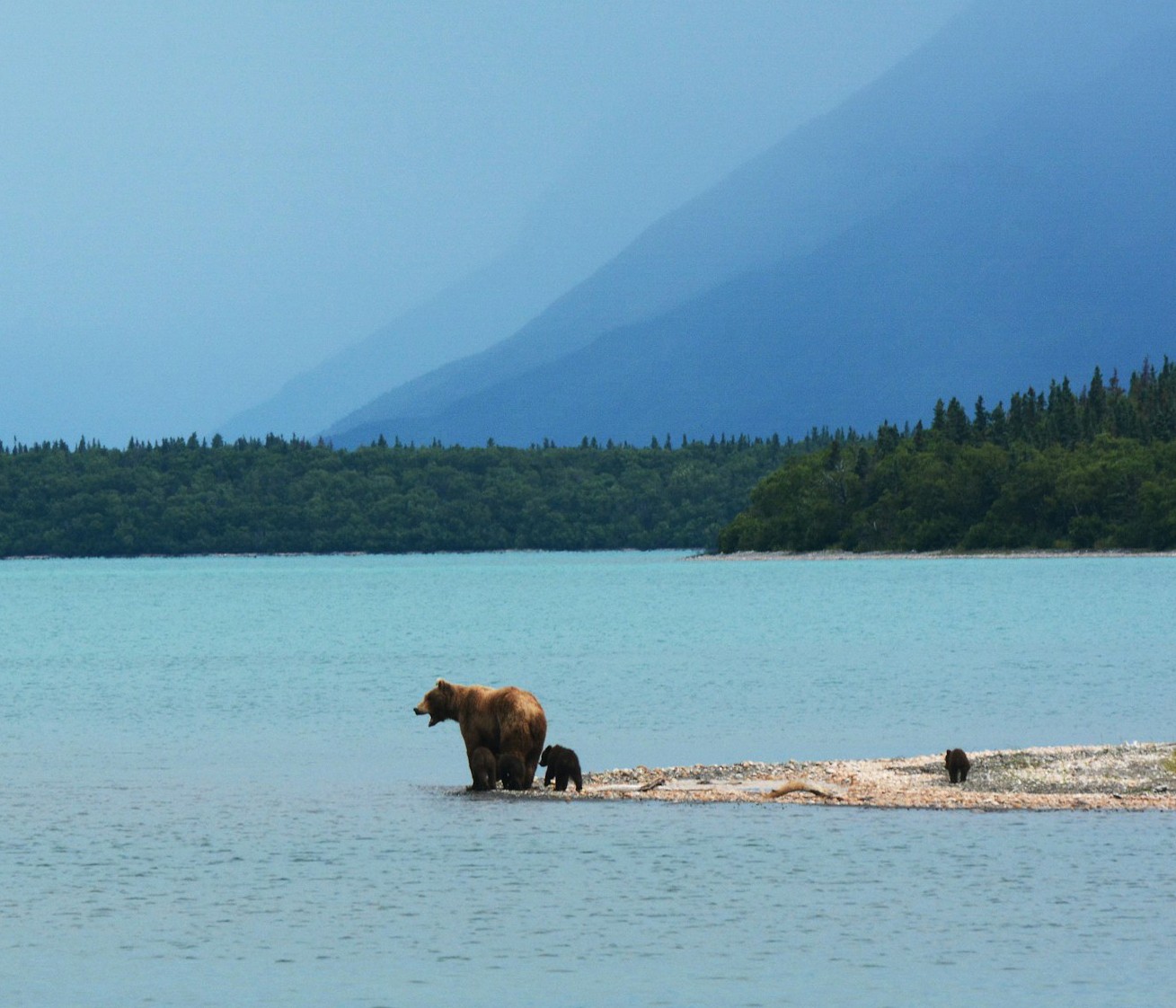 Bear-Coast-Alaska-homepage Bear Coast Alaska