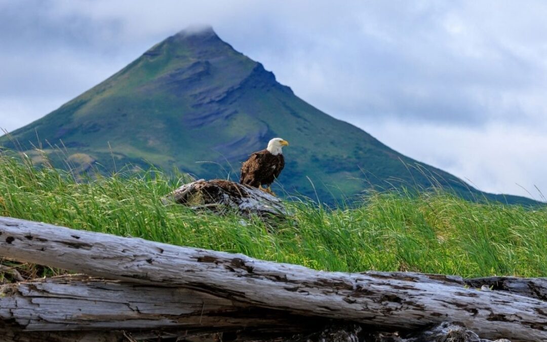 A Genuinely Conservative Attitude Towards Nature