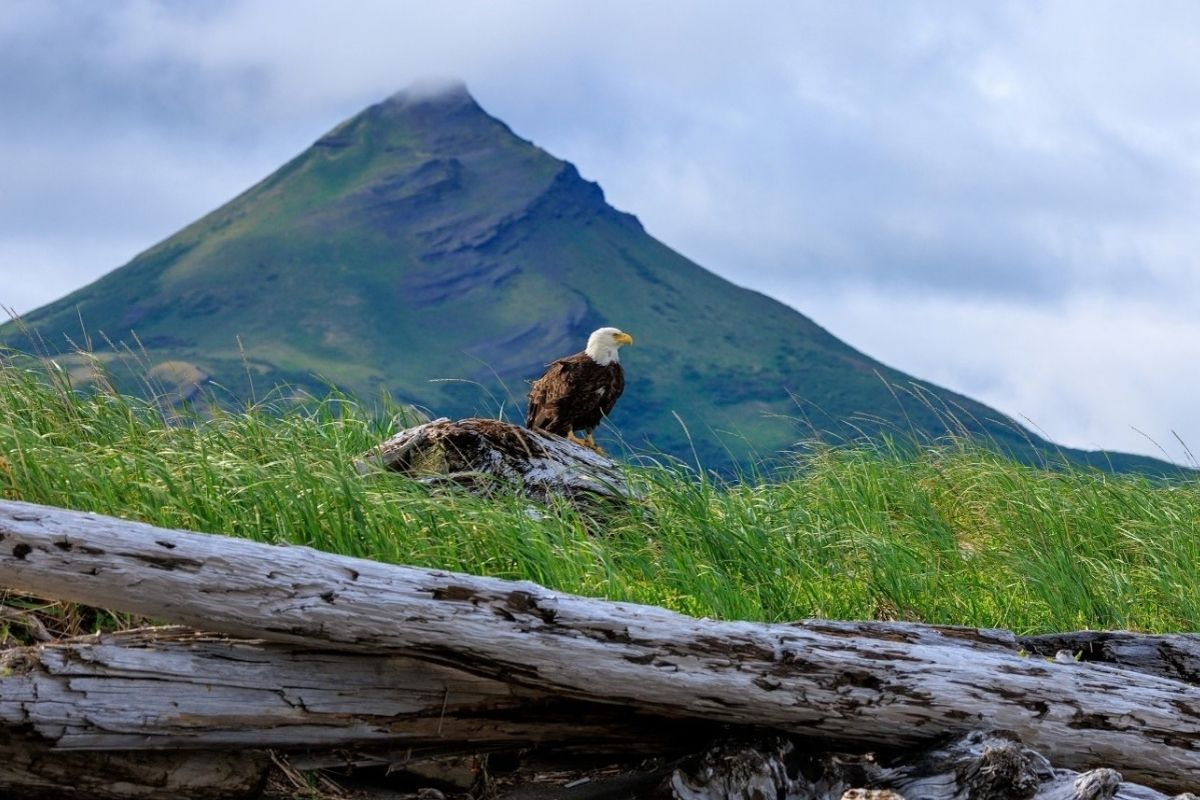 A Genuinely Conservative Attitude Towards Nature