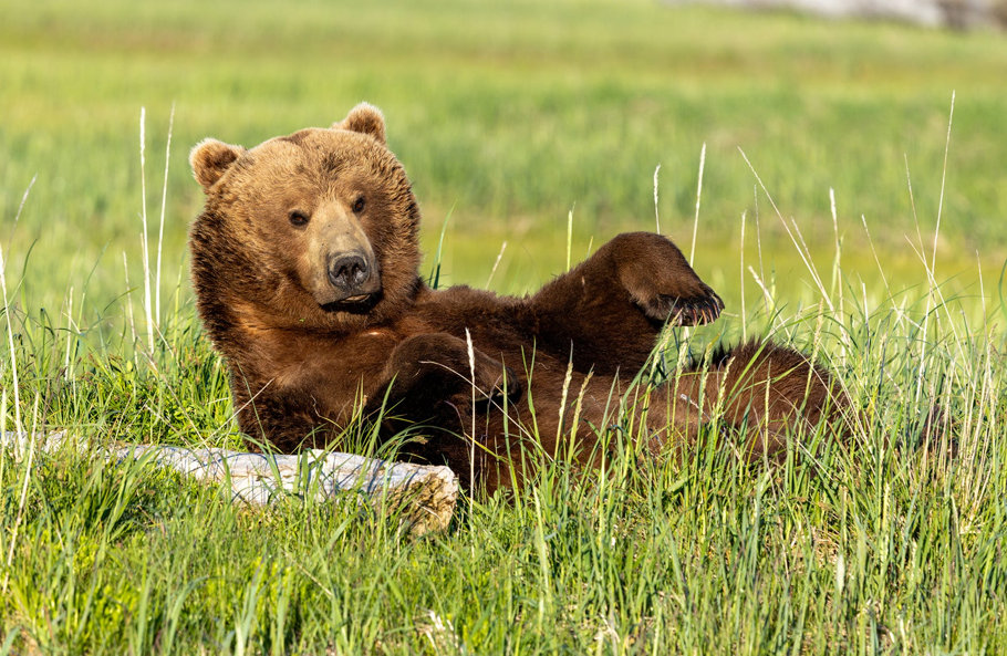 Press Release: CRS Condemns Trump Administration Bear Baiting Policy